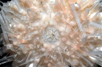 福氏鋸海膽藏品圖，第2張
