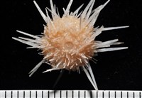 福氏鋸海膽藏品圖，第5張