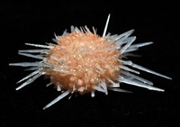 福氏鋸海膽藏品圖，第8張