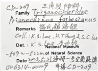 福氏鋸海膽藏品圖，第10張