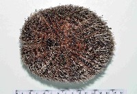易碎脆心形海膽藏品圖，第2張