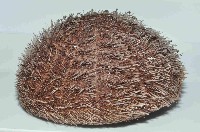 易碎脆心形海膽藏品圖，第3張