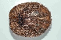 易碎脆心形海膽藏品圖，第4張