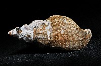 褐皮峨螺藏品圖，第3張