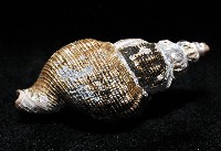 褐皮峨螺藏品圖，第4張