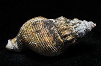 褐皮峨螺藏品圖，第2張
