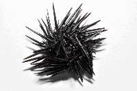 紫海膽藏品圖，第2張