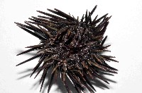 紫海膽藏品圖，第4張