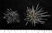 口鰓海膽藏品圖，第1張