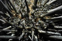 口鰓海膽藏品圖，第2張
