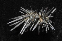 口鰓海膽藏品圖，第3張