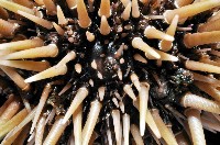 梅氏長海膽藏品圖，第2張