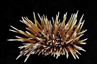 梅氏長海膽藏品圖，第3張