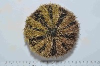 白棘三列海膽藏品圖，第2張