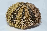 白棘三列海膽藏品圖，第3張
