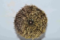 白棘三列海膽藏品圖，第4張