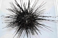 沙氏(藍環)冠海膽藏品圖，第2張