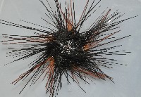 刺冠海膽藏品圖，第2張