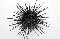 冠刺棘海膽藏品圖，第2張