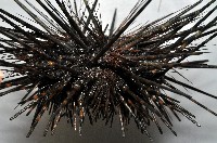 冠刺棘海膽藏品圖，第3張