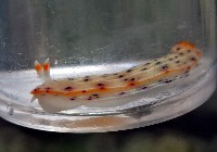 斑點高澤海蛞蝓藏品圖，第4張