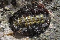 琉球花棘石鱉(琉球駝石鱉)藏品圖，第1張