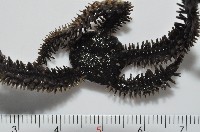 蜈蚣櫛蛇尾藏品圖，第2張