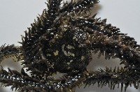 蜈蚣櫛蛇尾藏品圖，第4張