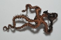 蜈蚣櫛蛇尾藏品圖，第4張