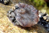 未知種海葵(海葵科)藏品圖，第1張