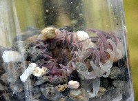 未知種海葵(海葵科)藏品圖，第2張