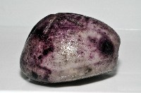 心形緣帶海膽藏品圖，第3張