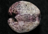 心形緣帶海膽藏品圖，第4張