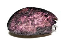 心形緣帶海膽藏品圖，第3張