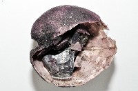 心形緣帶海膽藏品圖，第4張