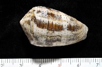 登錄號:006332-00034藏品圖，第1張