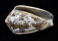 登錄號:006332-00034藏品圖，第2張