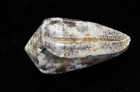 登錄號:006332-00034藏品圖，第3張
