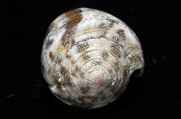 登錄號:006332-00034藏品圖，第4張