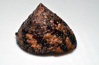花斑鐘螺藏品圖，第3張
