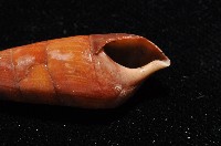 黑蜷藏品圖，第2張