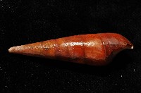 黑蜷藏品圖，第3張