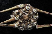 斑襟刺頭帕藏品圖，第2張