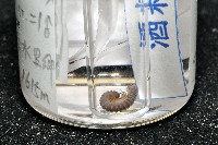 鋸齒東京泡馬陸藏品圖，第5張