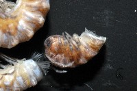 葉狀東京泡馬陸藏品圖，第3張