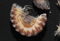 梵梵東京泡馬陸藏品圖，第4張