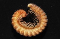 異東京泡馬陸藏品圖，第4張