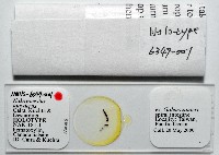 新種鯊魚絛蟲-01藏品圖，第5張