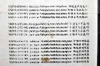 新種鯊魚絛蟲-01藏品圖，第8張