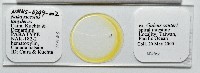 新種鯊魚絛蟲-01藏品圖，第1張